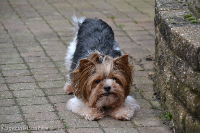 Grant in een speelboog